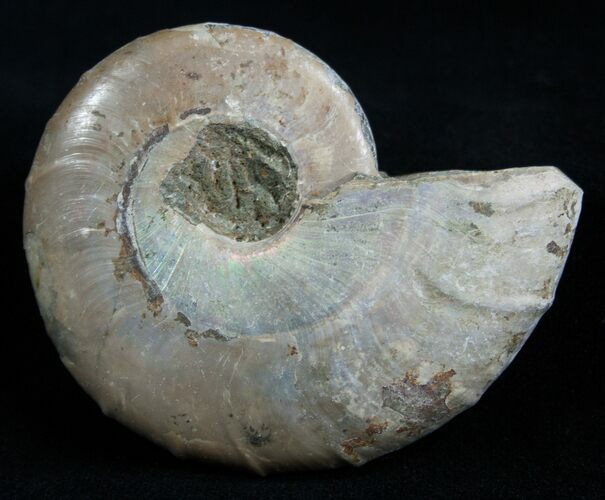 Inch Silver Iridescent Ammonite From Madagascar #1969